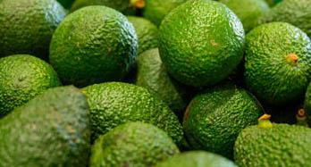 Avokádo Hass 1 kg