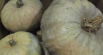 Dýně 15 kg - Cena 44 €