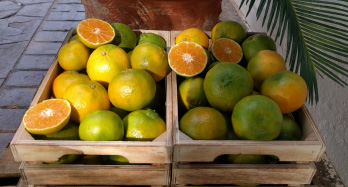 Mandarinky ClemenPons 18 kg