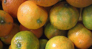 Mandarinky Clemenrubi 12 kg