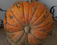 Kupte dýně - Valencia pumpkins online