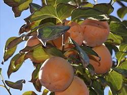 Kupte tomely (kaki) online - Valencia persimmons online