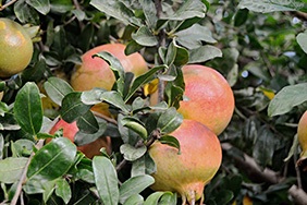 Kupte granátová jablka online - Valencia pomegranates online