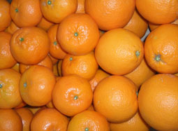 Kupte bedýnku smíšeného ovoce - Valencia oranges and mandarins online
