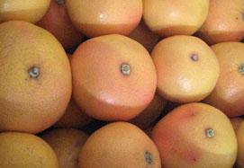 Kupte grapefruity - Valencia grapefruits online
