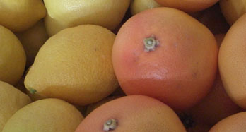 Smíšené citrony a grapefruity 18 kg - Cena 50 €