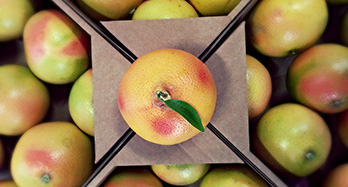 Bedýnka grapefruitů 10 kg