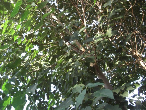 Paulownia